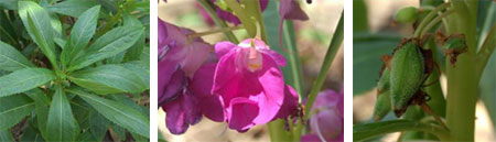 Thai herb รักษาน้ำกัดเท้ากัน Thai herb รักษาน้ำกัดเท้ากัน