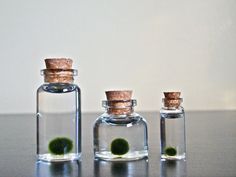 7d0b06ebc0128a84087c605526144c8d まりも Marimo มาริโมะ (Moss ball)พืชน้ำสุดฮิต