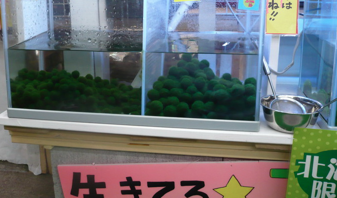 Screen Shot 2014 01 09 at 12.28.52 AM まりも Marimo มาริโมะ (Moss ball)พืชน้ำสุดฮิต