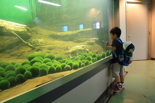 まりも Marimo มาริโมะ (Moss ball)พืชน้ำสุดฮิต